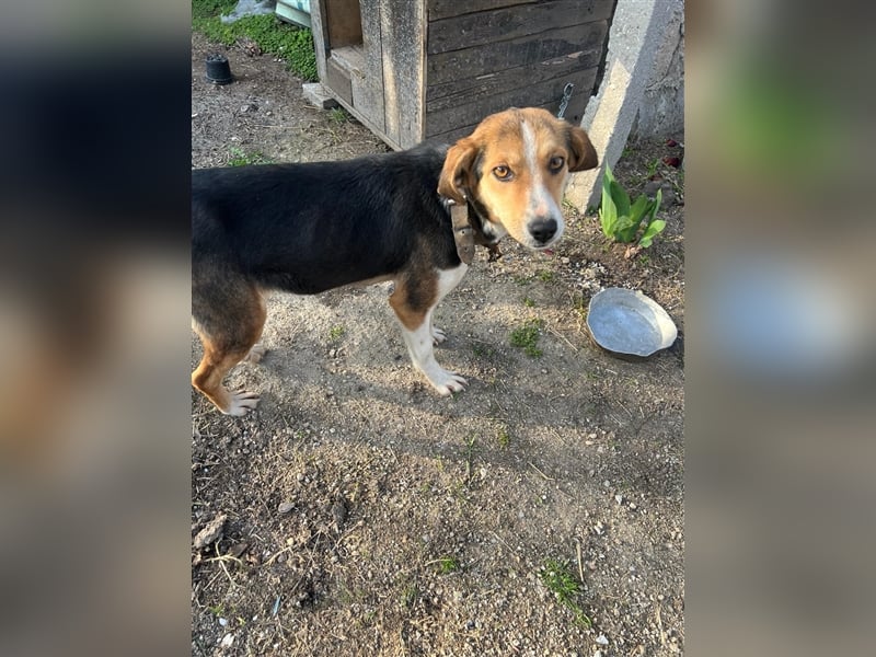 Annabelle- verschmust und offen