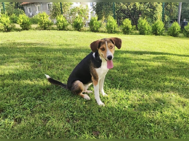 Annabelle- verschmust und offen