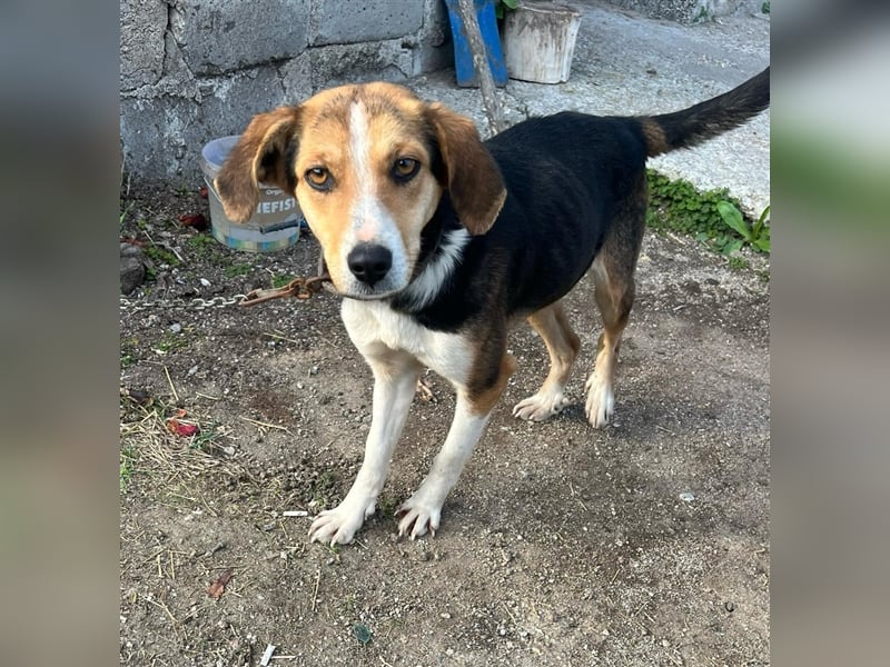 Annabelle- verschmust und offen