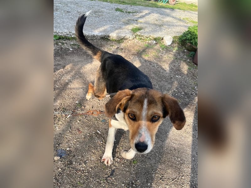 Annabelle- verschmust und offen