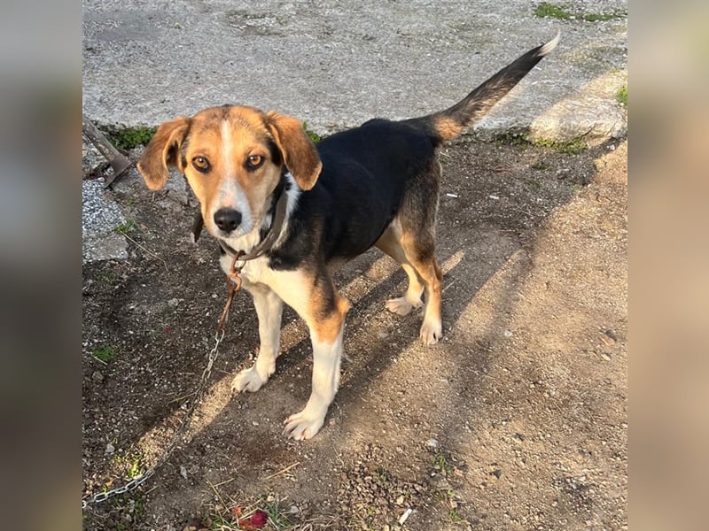 Annabelle- verschmust und offen