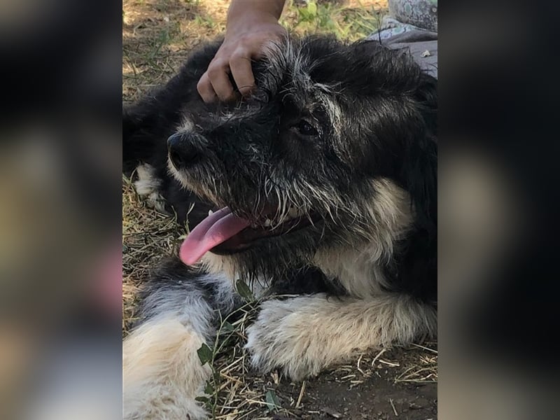 Laila, süße junge Fellnase sucht Körbchen (mit Videos)