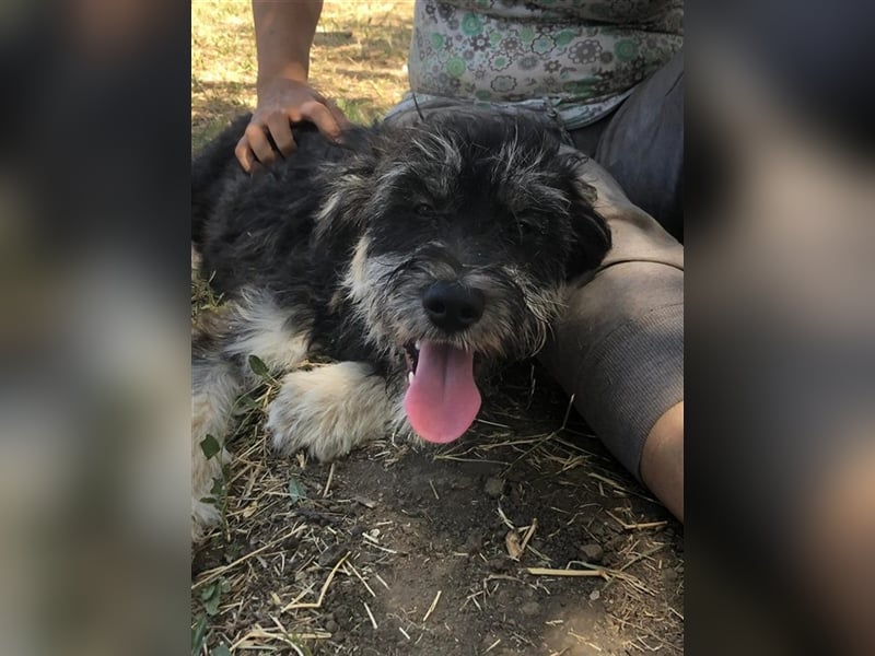 Laila, süße junge Fellnase sucht Körbchen (mit Videos)