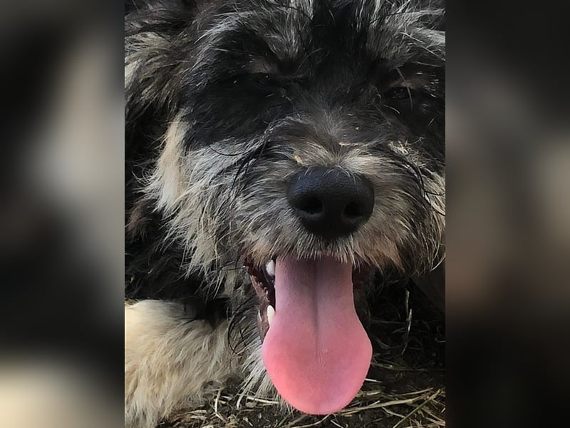 Laila, süße junge Fellnase sucht Körbchen (mit Videos)