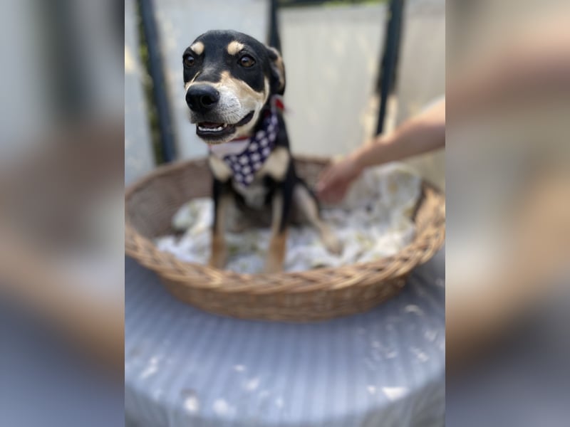 Mia LM – Zarte Junghündin sucht Zuhause