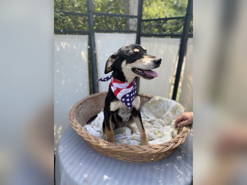 Mia LM – Zarte Junghündin sucht Zuhause