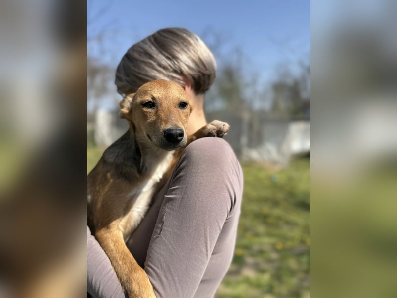 Fee LM – Kleine Entdeckerin sucht ihre Familie