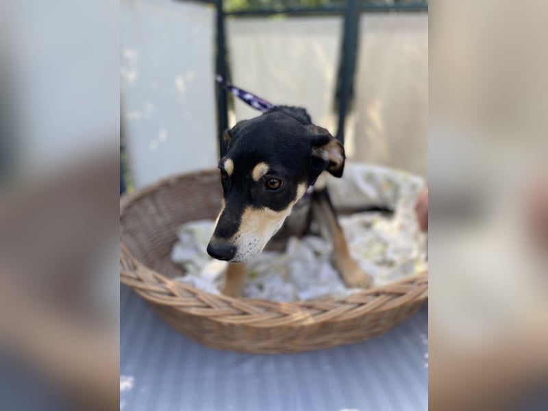 Mia LM – Zarte Junghündin sucht Zuhause
