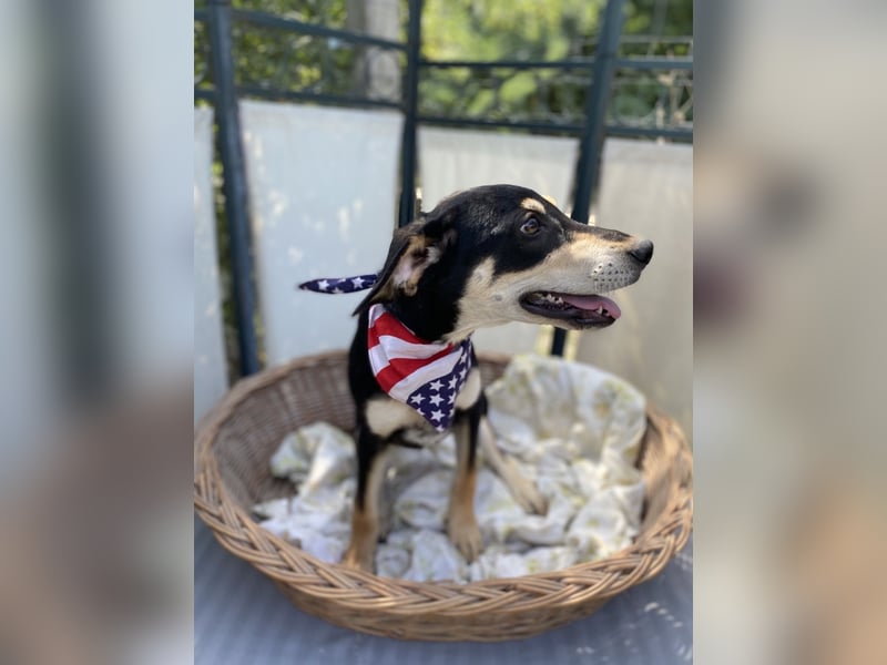 Mia LM – Zarte Junghündin sucht Zuhause