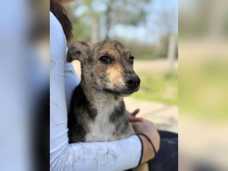 Ginny LM– Zarte Welpenhündin sucht geduldige Familie