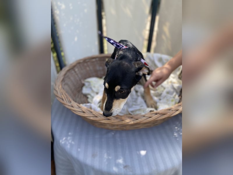 Mia LM – Zarte Junghündin sucht Zuhause