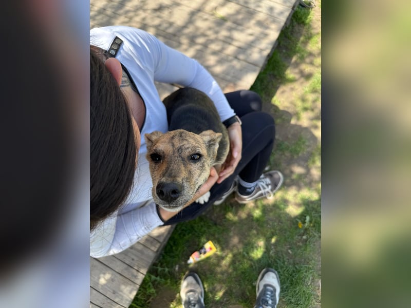 Ginny LM– Zarte Welpenhündin sucht geduldige Familie