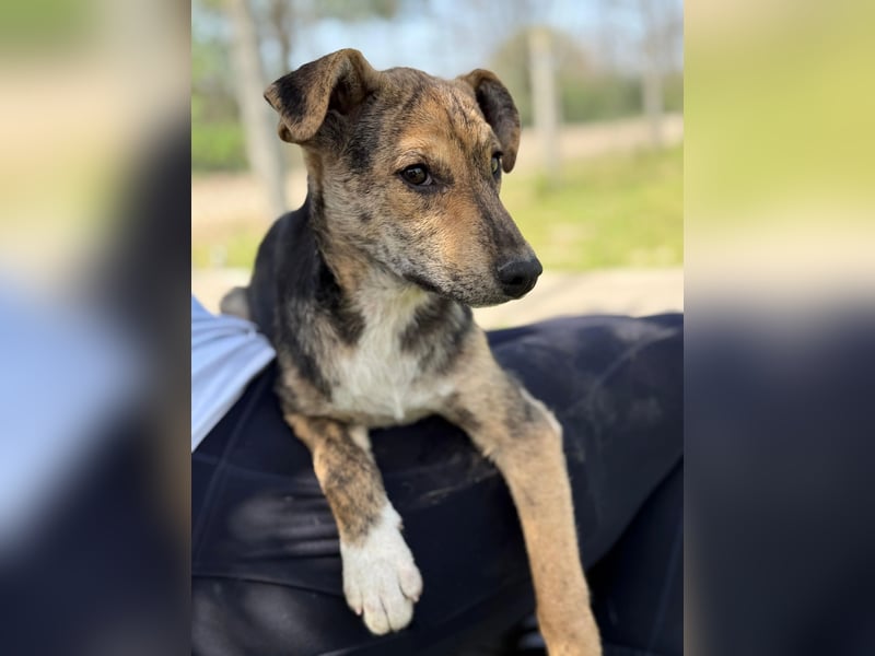 Ginny LM– Zarte Welpenhündin sucht geduldige Familie