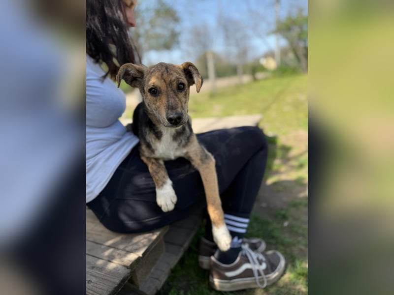 Ginny LM– Zarte Welpenhündin sucht geduldige Familie