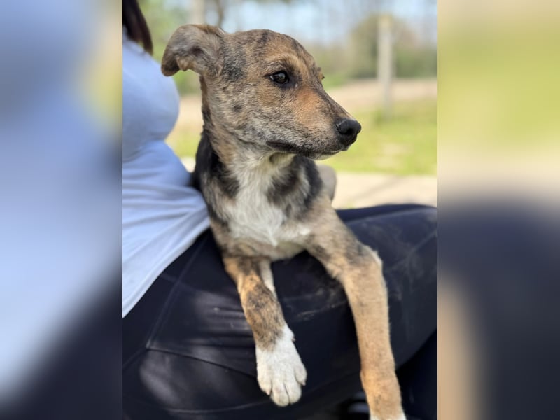 Ginny LM– Zarte Welpenhündin sucht geduldige Familie