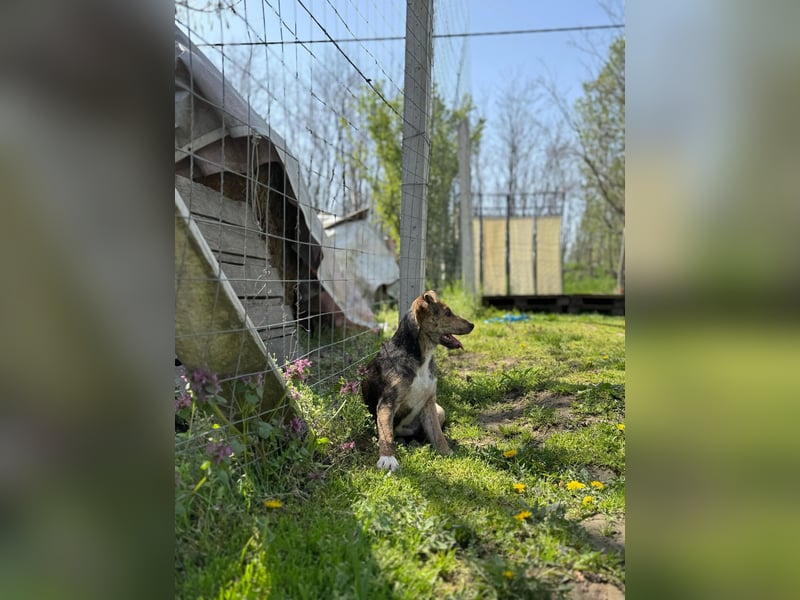 Ginny LM– Zarte Welpenhündin sucht geduldige Familie
