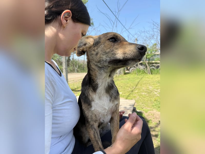 Ginny LM– Zarte Welpenhündin sucht geduldige Familie