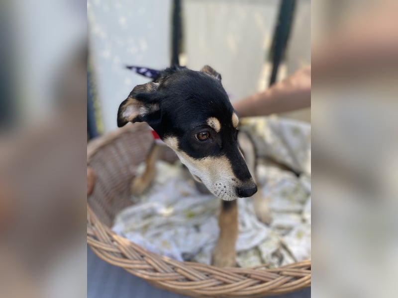 Mia LM – Zarte Junghündin sucht Zuhause