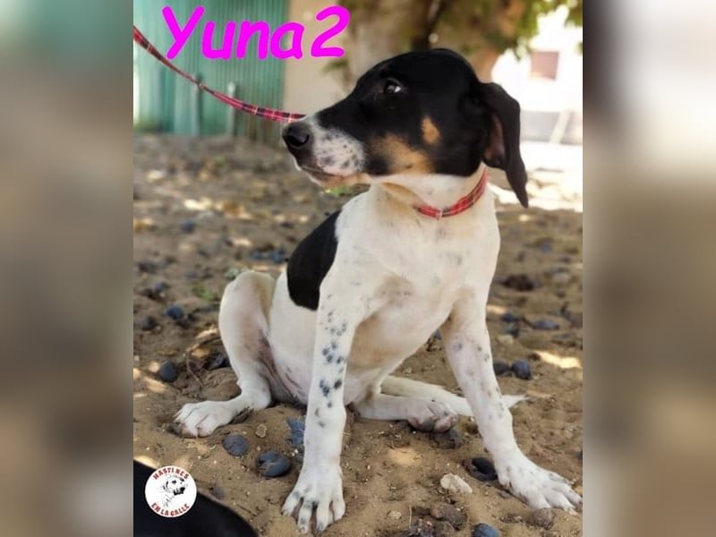 Yuna2 05/2024 (in Deutschland) - menschenbezogene und verschmuste Junghündin!