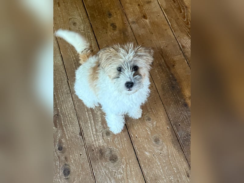 Zuckersüße Kuschelmaus sucht besonders tolles Zuhause – wartet in PLZ 57635
