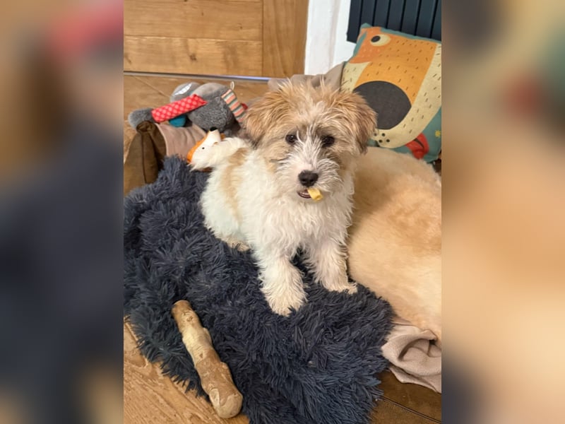 Zuckersüße Kuschelmaus sucht besonders tolles Zuhause – wartet in PLZ 57635