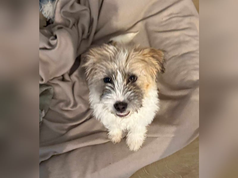 Zuckersüße Kuschelmaus sucht besonders tolles Zuhause – wartet in PLZ 57635