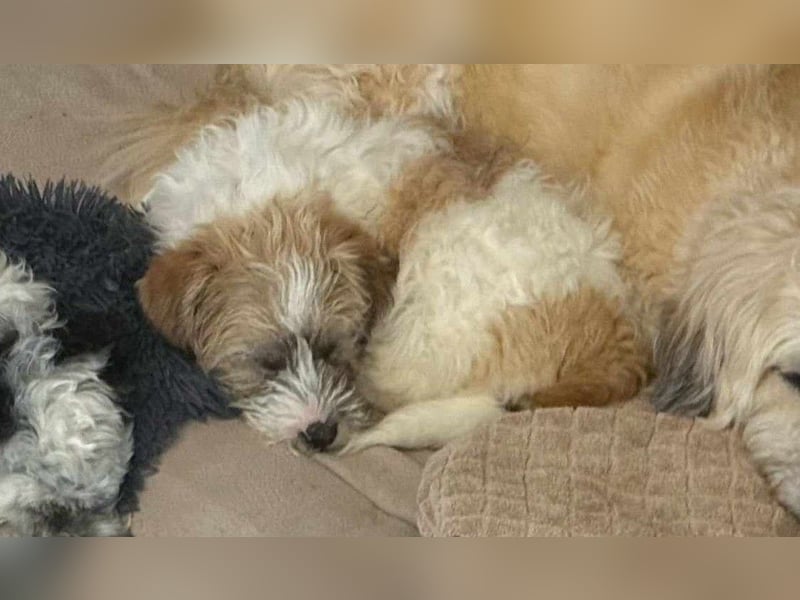 Zuckersüße Kuschelmaus sucht besonders tolles Zuhause – wartet in PLZ 57635