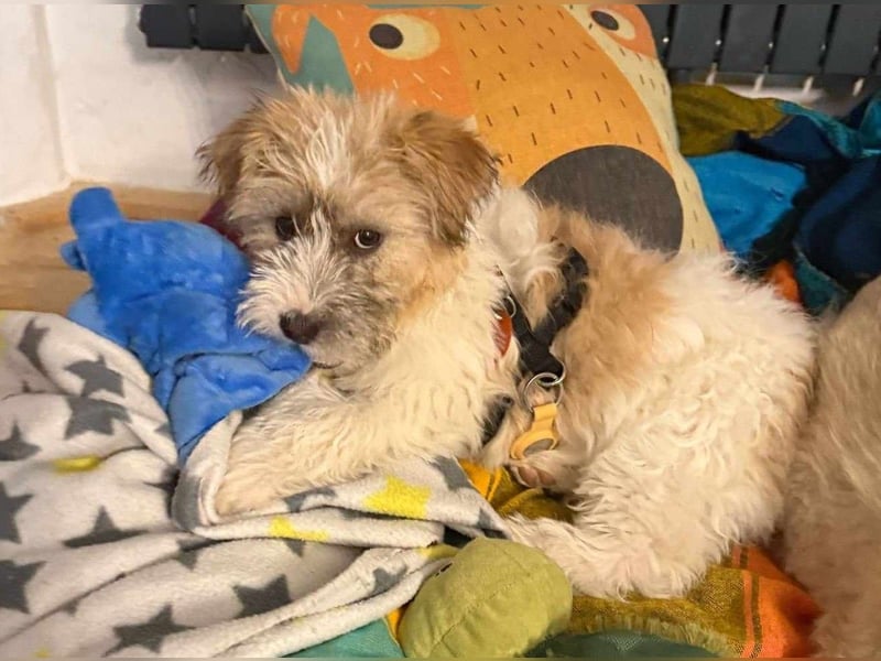 Zuckersüße Kuschelmaus sucht besonders tolles Zuhause – wartet in PLZ 57635