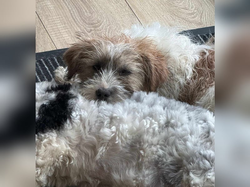 Zuckersüße Kuschelmaus sucht besonders tolles Zuhause – wartet in PLZ 57635