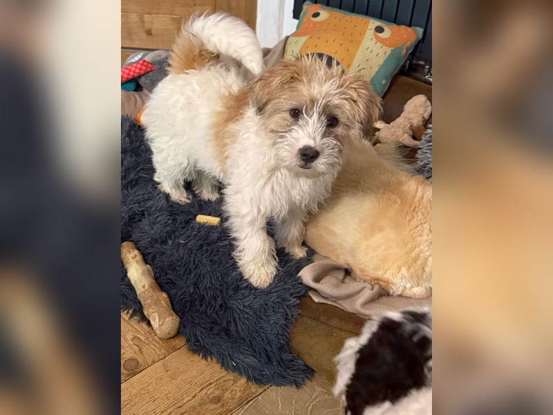 Zuckersüße Kuschelmaus sucht besonders tolles Zuhause – wartet in PLZ 57635