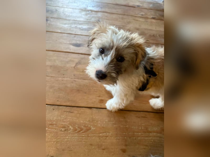 Zuckersüße Kuschelmaus sucht besonders tolles Zuhause – wartet in PLZ 57635