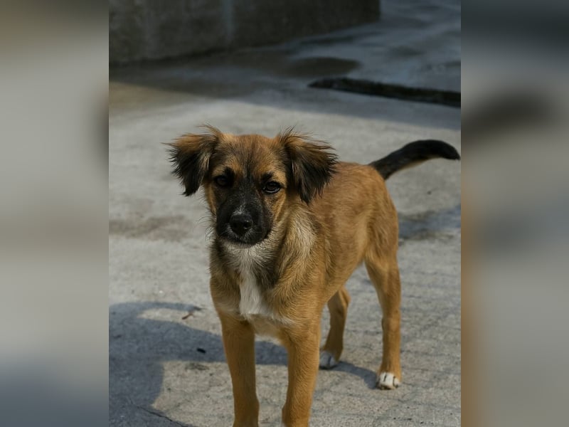 YVIE - schüchterne Herzensbrecherin wartet auf ihr Fürimmerzuhause