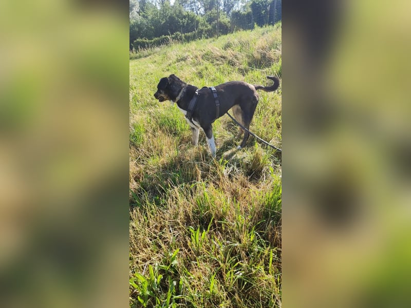 Molly, du suchst eine treue Begleiterin?