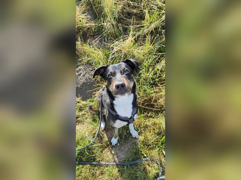 Molly, du suchst eine treue Begleiterin?