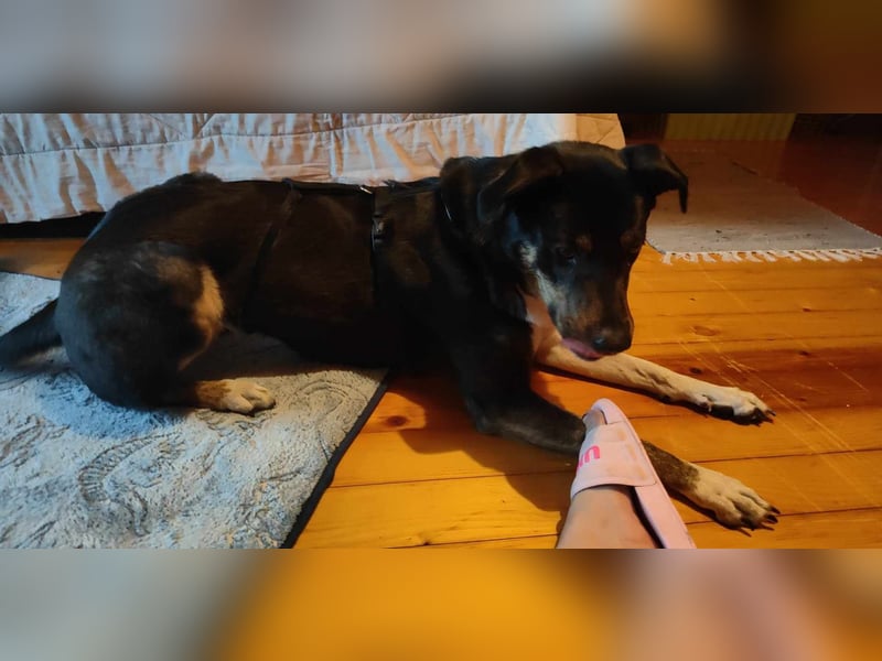 Molly, du suchst eine treue Begleiterin?
