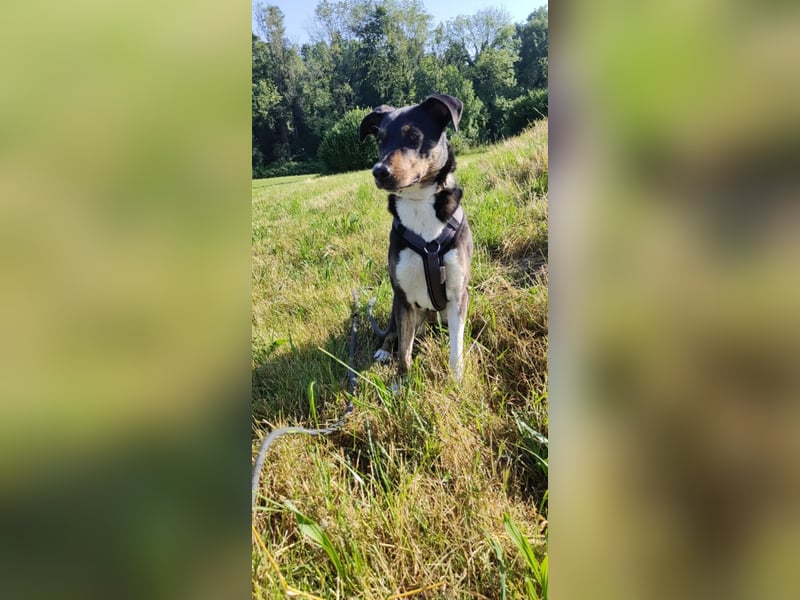 Molly, du suchst eine treue Begleiterin?