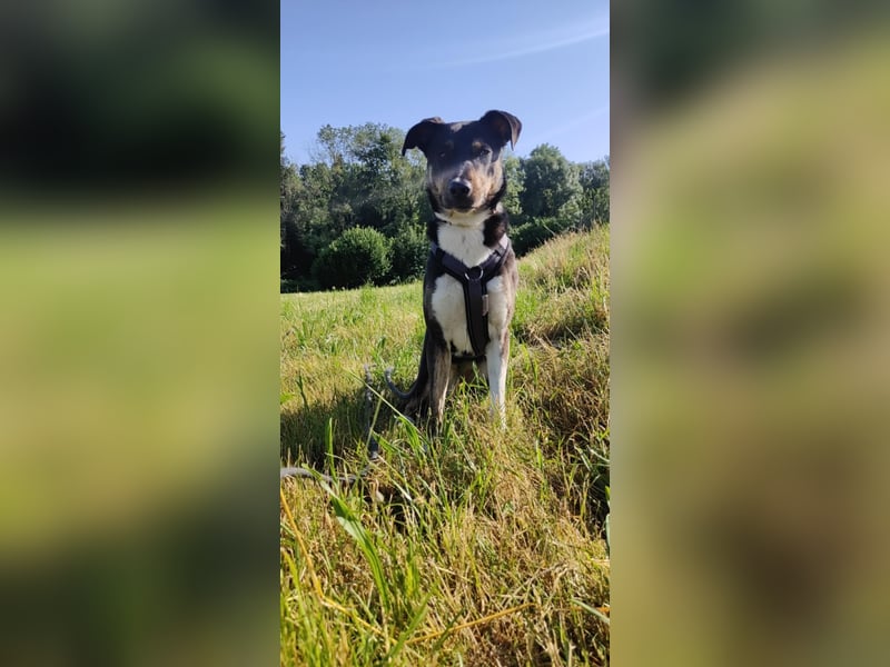 Molly, du suchst eine treue Begleiterin?