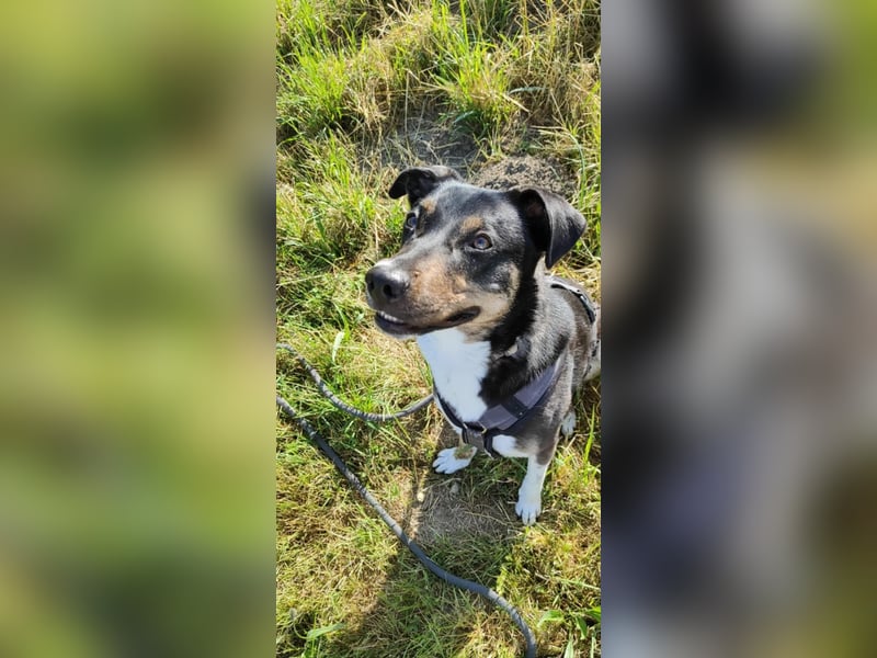 Molly, du suchst eine treue Begleiterin?