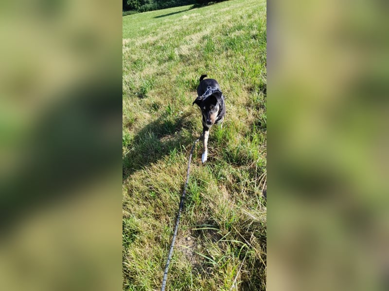 Molly, du suchst eine treue Begleiterin?