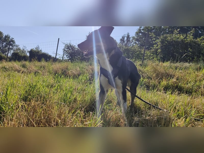 Molly, du suchst eine treue Begleiterin?