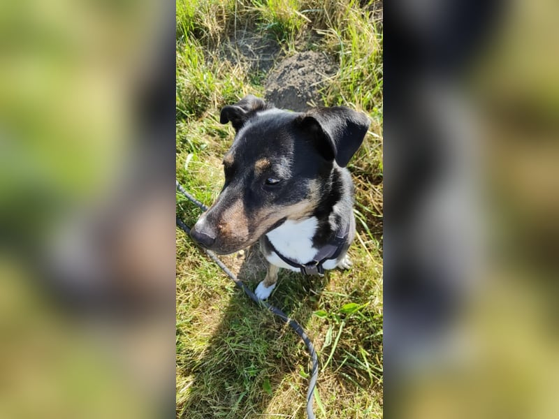 Molly, du suchst eine treue Begleiterin?