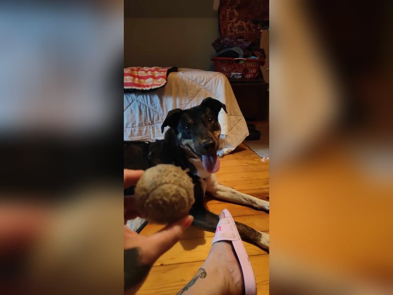 Molly, du suchst eine treue Begleiterin?