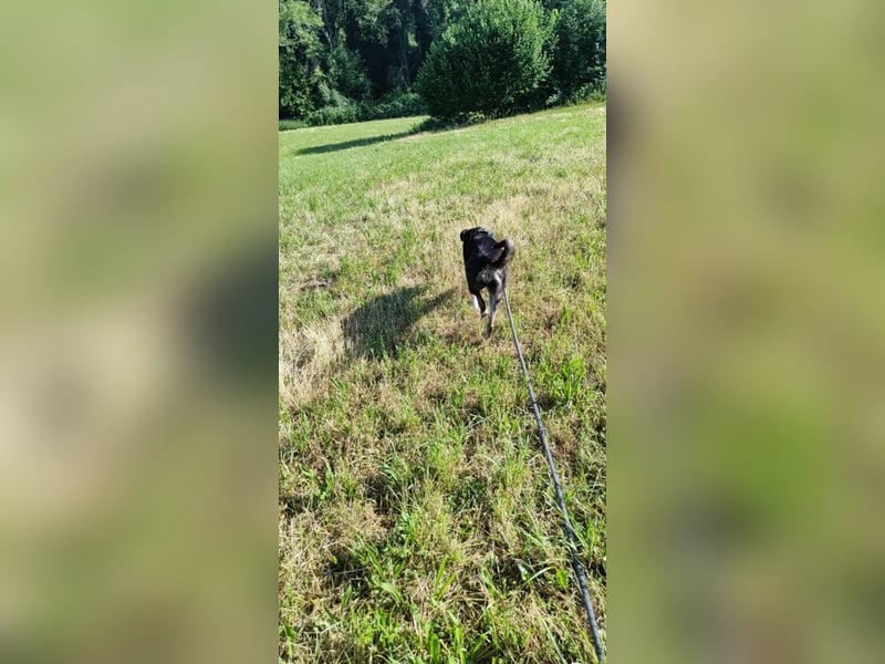 Molly, du suchst eine treue Begleiterin?