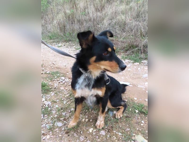 MISHA (2) - eine tolle Freizeitpartnerin
