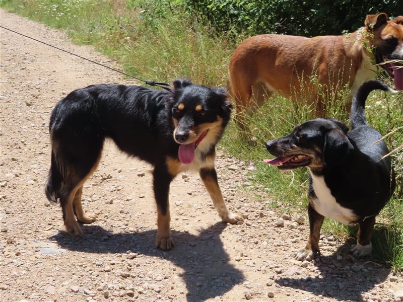 MISHA (2) - eine tolle Freizeitpartnerin