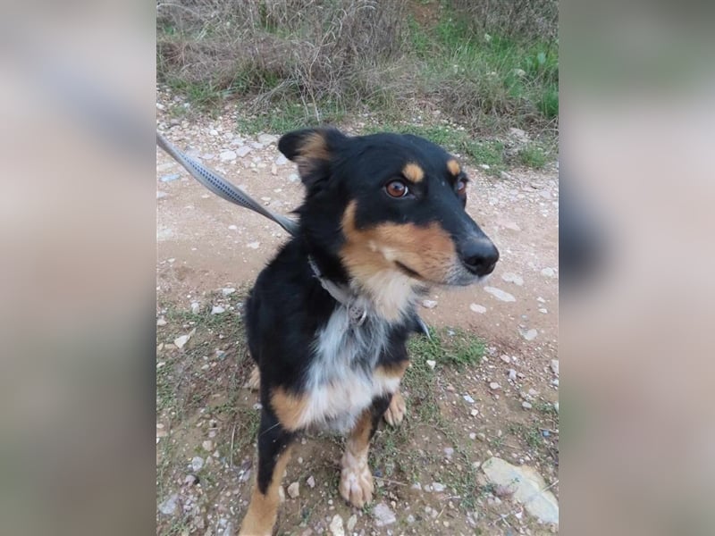 MISHA (2) - eine tolle Freizeitpartnerin