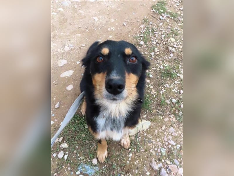 MISHA (2) - eine tolle Freizeitpartnerin