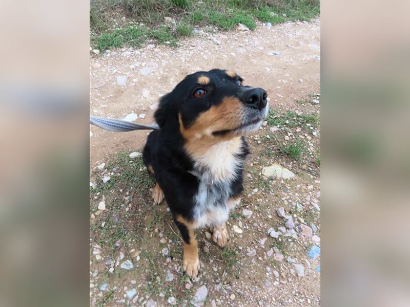 MISHA (2) - eine tolle Freizeitpartnerin