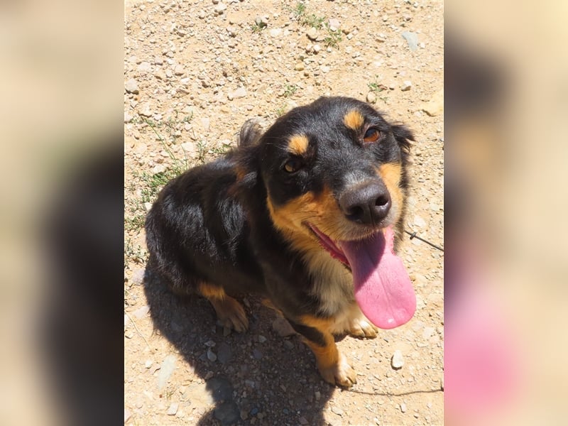 MISHA (2) - eine tolle Freizeitpartnerin