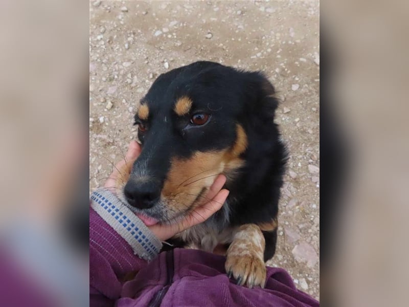 MISHA (2) - eine tolle Freizeitpartnerin